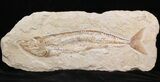 Cretaceous Fossil Fish (Spaniodon) - Lebanon #40046-1